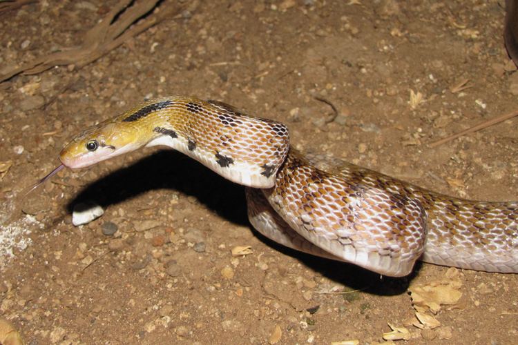 Coelognathus CalPhotos Coelognathus helena Common Trinket Snake
