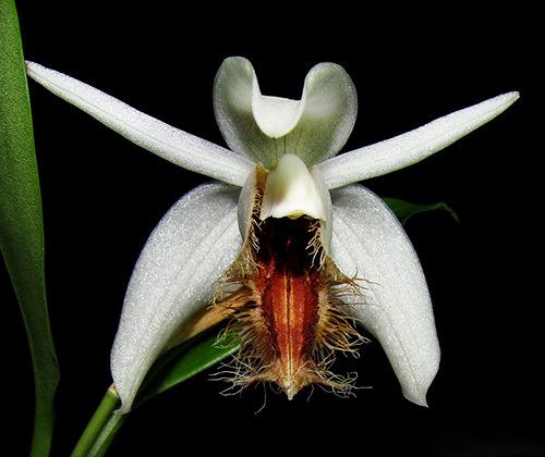 Coelogyne Coelogyne Orchid Species Care
