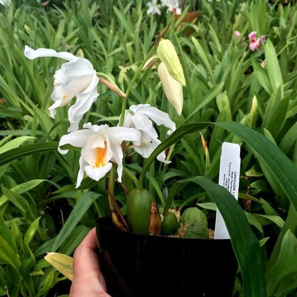 Coelogyne cristata Coelogyne cristata presented by Orchids Limited