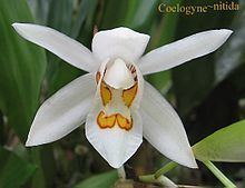 Coelogyne nitida httpsuploadwikimediaorgwikipediacommonsthu