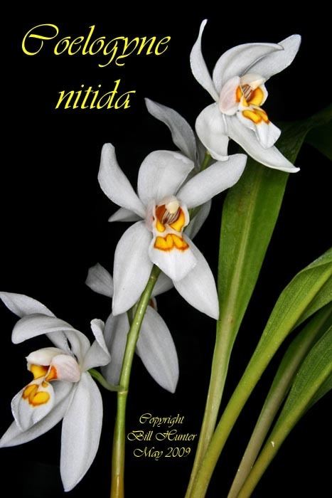 Coelogyne nitida Species Specific Forum Growing Orchids and Hybrids View topic