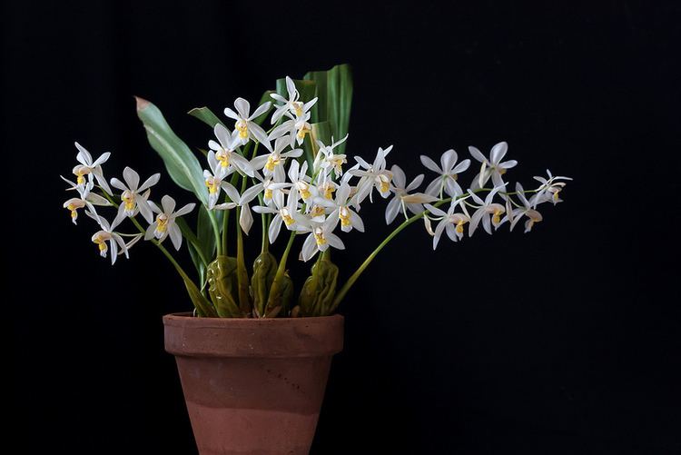 Coelogyne nitida Coelogyne nitida Orchid Board Most Complete Orchid Forum on the