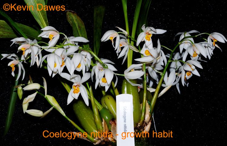 Coelogyne nitida Coelogynescom