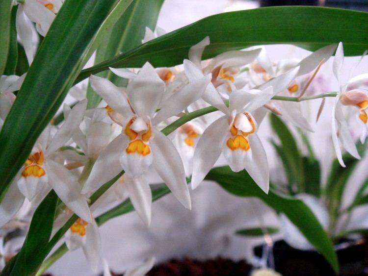 Coelogyne nitida Coelogyne nitida Wallich ex D Don Lindley