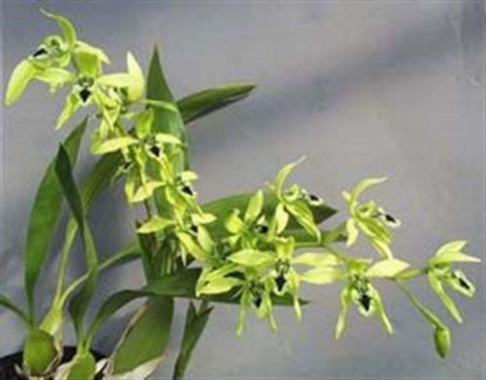 Coelogyne pandurata Coelogyne pandurata presented by Orchids Limited
