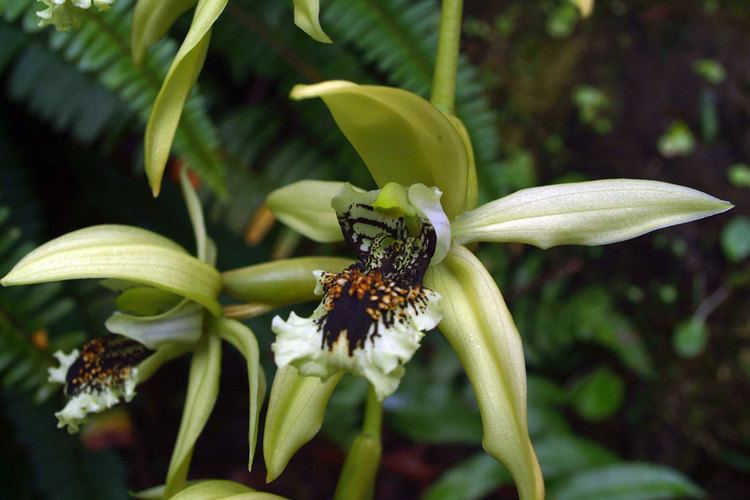 Coelogyne pandurata Coelogyne pandurata of the Orchidaceae family