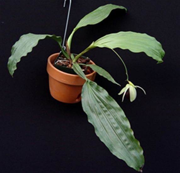 Coelogyne usitana Coelogyne usitana presented by Orchids Limited