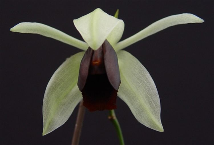 Coelogyne usitana Coelogyne usitana presented by Orchids Limited