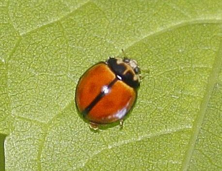 Coelophora inaequalis Black Stripe Ladybug Coelophora inaequalis BugGuideNet