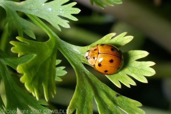 Coelophora inaequalis Variable Ladybird Coelophora inaequalis 1