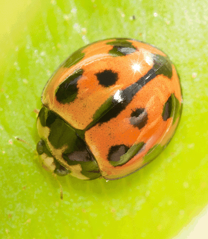 Coelophora inaequalis Tortoise Preserve