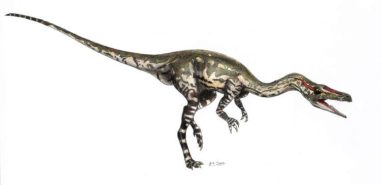 Coelophysis PALEONTOLOGICAL STUDIES OF SOUTH CAROLINA Weekly Featured Dinosaur