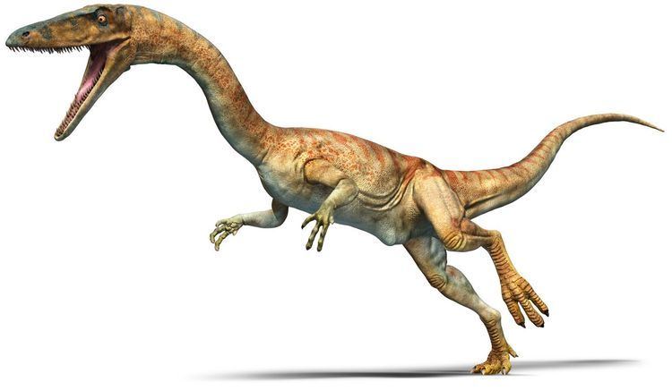 Coelophysis Coelophysis Coelophysis Facts DK Find Out