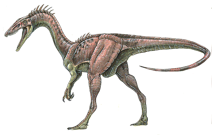 Coelophysis Coelophisys bauri an ancient dinosaur