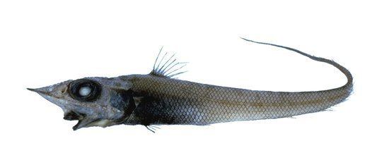 Coelorinchus fishesofaustralianetauImagesImageCoelorinchus