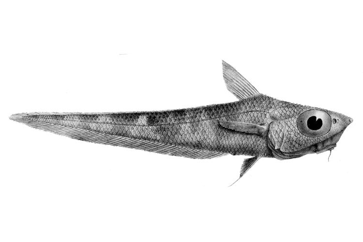 Coelorinchus Coelorinchus fasciatus