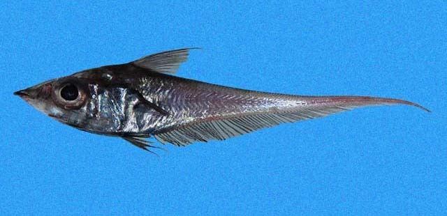 Coelorinchus Fish Identification