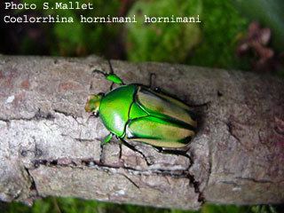 Coelorrhina hornimani beetlebreedingchwpcontentuploads201107horni