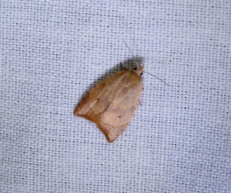 Coelostathma discopunctana