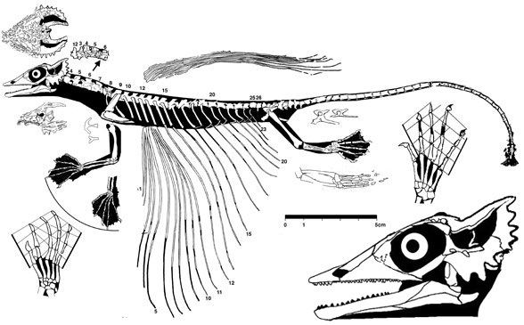 Coelurosauravus Coelurosauravus and Mecistotrachelos