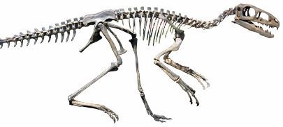 Coelurosauria Coelurosaurs