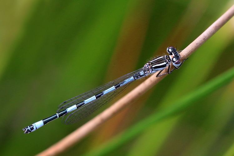 Coenagrion mercuriale FileSouthern damselfly Coenagrion mercuriale male Dry Sandford