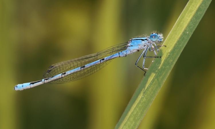 Coenagrionidae FileCoenagrionidae sideviewjpg Wikimedia Commons