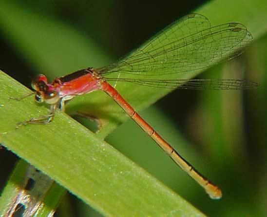 Coenagrionidae Coenagrionidae