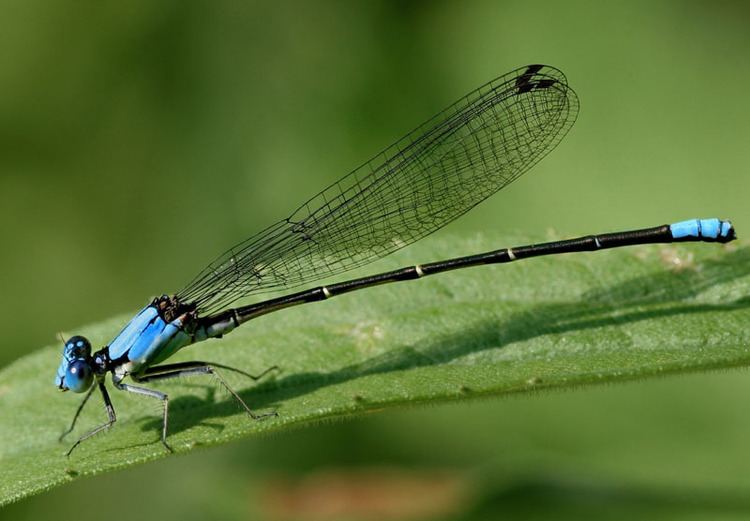 Coenagrionidae Coenagrionidae Narrowwinged Damselflies Wildlife Journal Junior