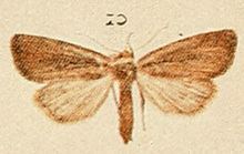 Coenobia rufa httpsuploadwikimediaorgwikipediacommonsthu