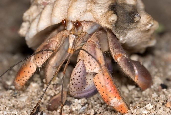 Coenobita Caribbean Hermit Crab Coenobita clypeatus