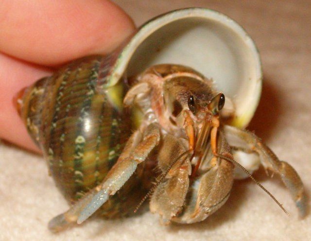 Coenobita rugosus Coenobita rugosus Coenobita Species