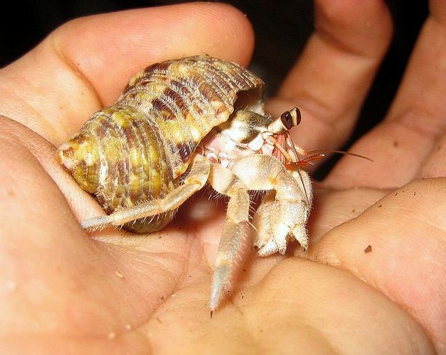 Coenobita rugosus Coenobita rugosus