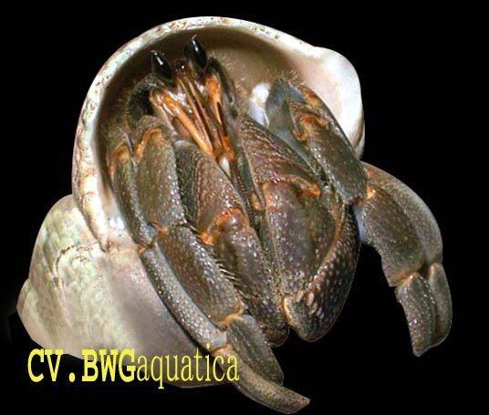 Coenobita rugosus Land Hermit Crab Coenobita Rugosus productsIndonesia Land