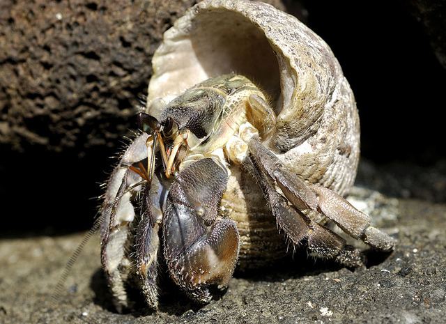 Coenobita rugosus Coenobita rugosus