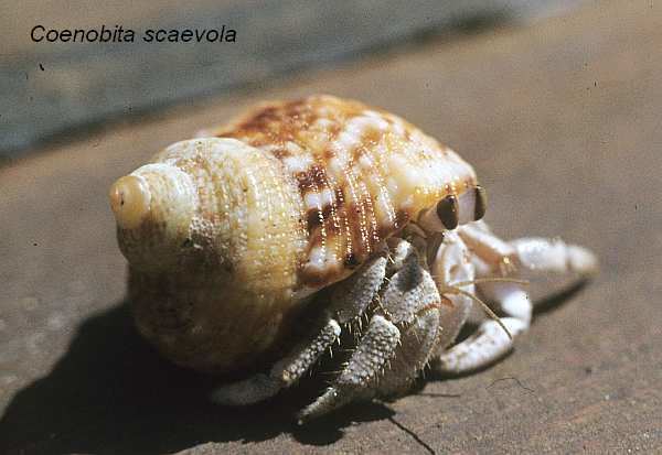 Coenobita scaevola Habitats Red Sea Biodiversity Project