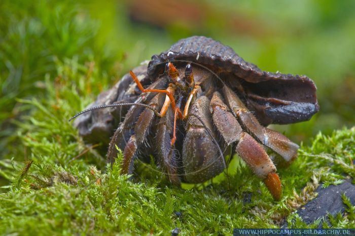 Coenobita violascens Coenobita violascens alias Land Hermit Crab Hippocampus Bildarchiv