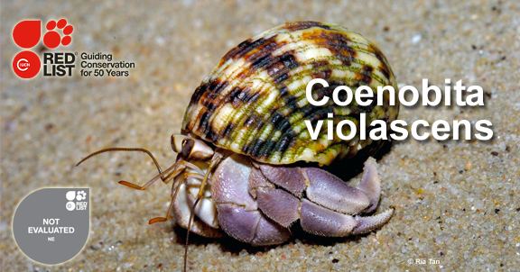 Coenobita violascens Coenobita violascens IUCN Red List 50