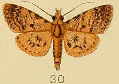 Coenodomus cornucalis