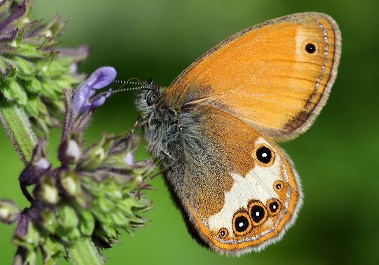 Coenonympha arcania FileCoenonympha arcania Pearly Heath butterfly 2jpg Wikimedia
