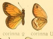 Coenonympha corinna httpsuploadwikimediaorgwikipediacommonsthu