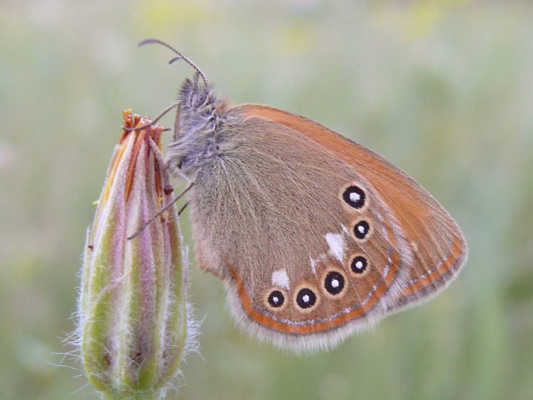 Coenonympha glycerion FileCoenonympha glycerion 03 HSJPG Wikimedia Commons