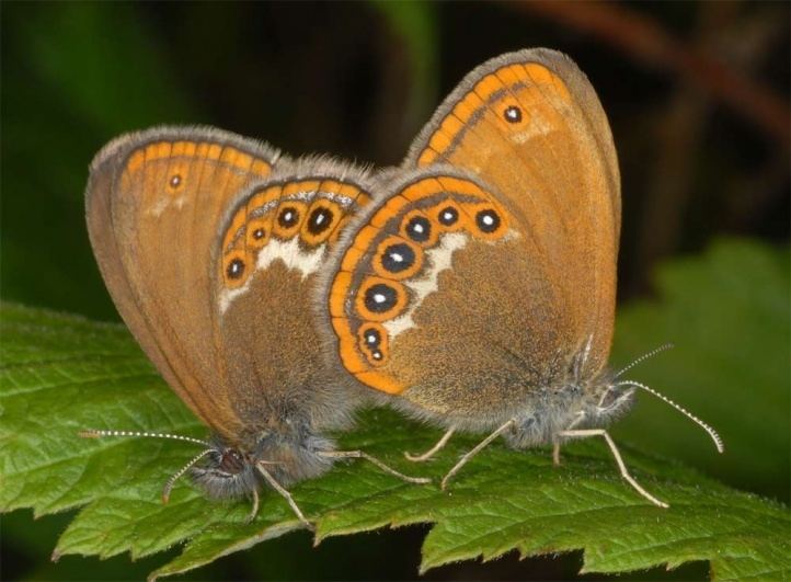 Coenonympha hero European Lepidoptera and their ecology Coenonympha hero