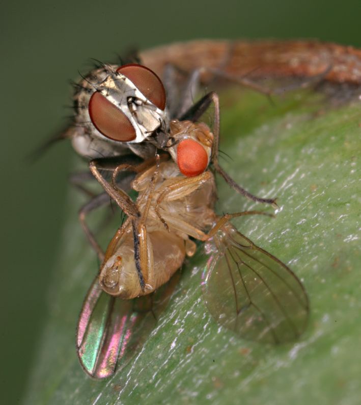 Coenosia attenuata Dipterainfo Articles Coenosia attenuata can behave like a