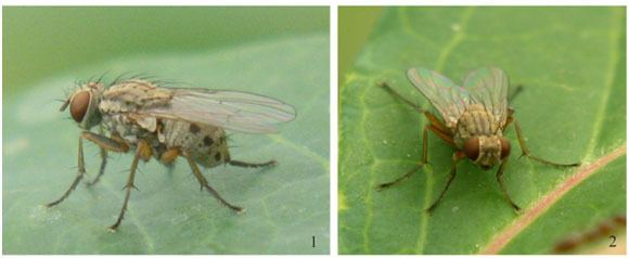 Coenosia attenuata First record of Coenosia attenuata Stein Diptera Muscidae from