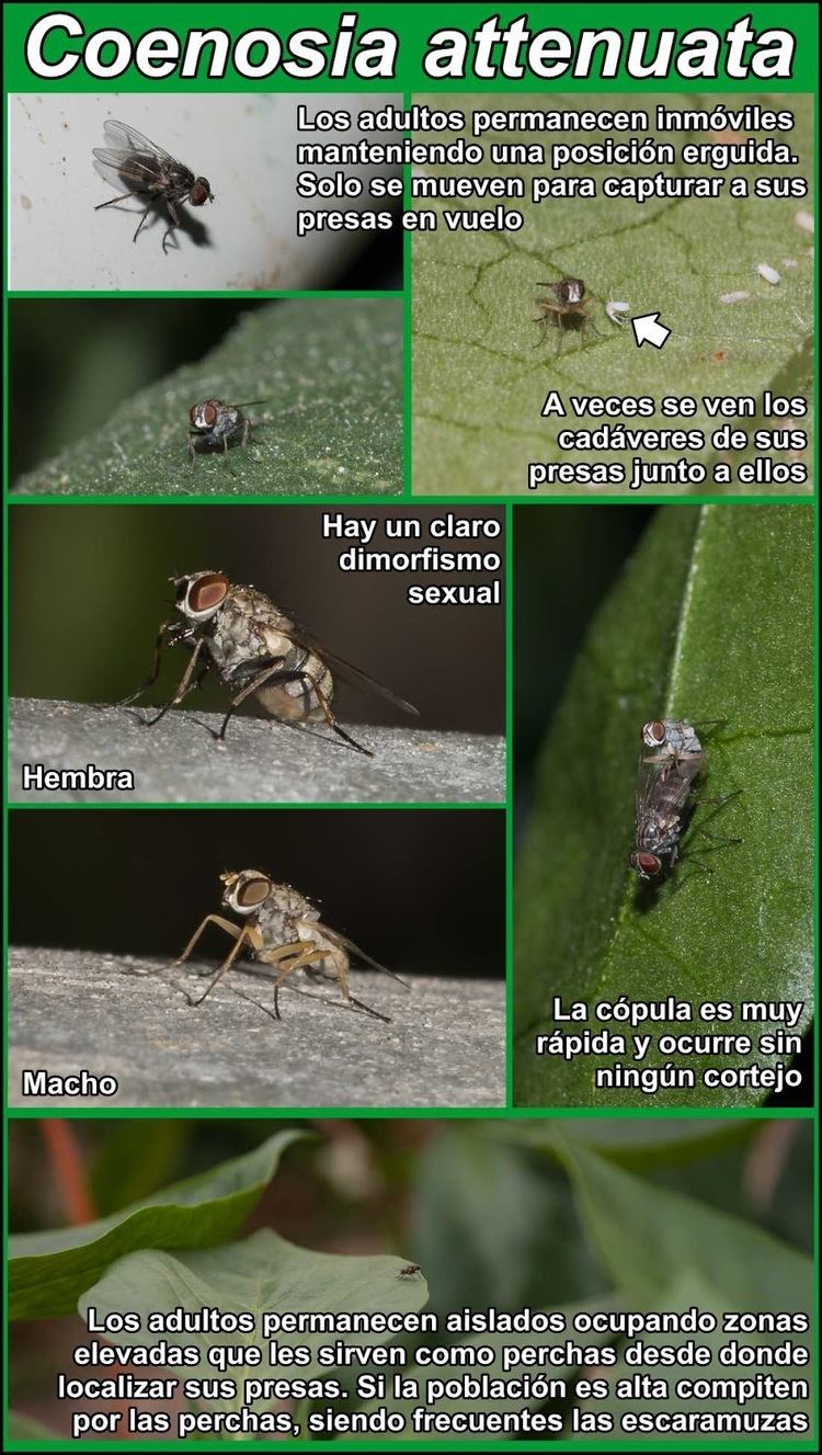 Coenosia attenuata Homo agricola Cazando moscas Atherigona versus Coenosia