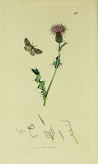 Coenotephria salicata httpsuploadwikimediaorgwikipediacommonsthu