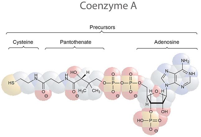 Coenzyme A Enzyme Reagent Coenzyme A SigmaAldrich