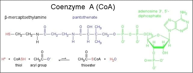 Coenzyme A Coenzyme A Structure