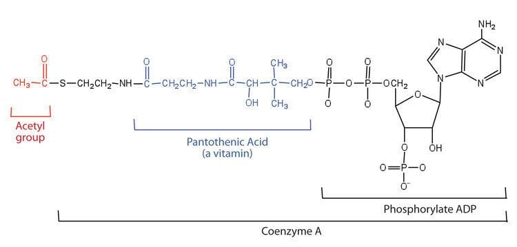Coenzyme A ber 1000 Ideen zu Acetyl Coa auf Pinterest organische Chemie